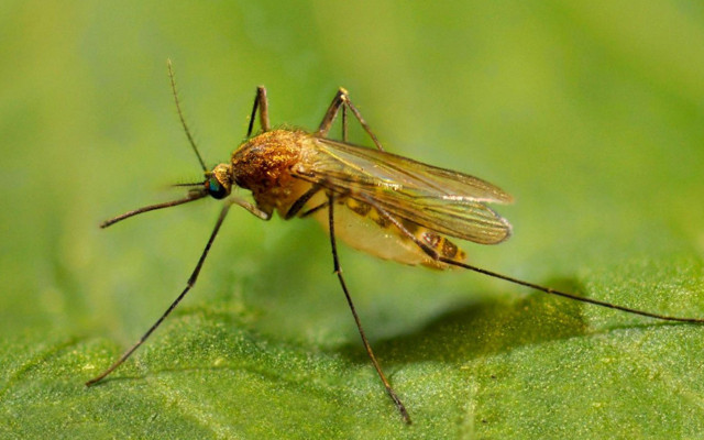 İstanbul'da sivrisinekler ortaya çıktı, 50 virüs bulaştırabiliyor! Prof. Dr. Hüseyin Yılmaz uyardı - Resim: 0