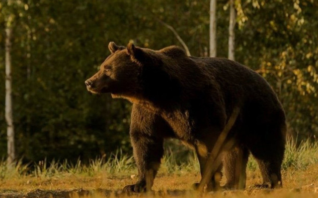 Avrupa’nın en büyük boz ayısıydı Lihtenştayn prensi vurarak öldürdü - Resim: 1