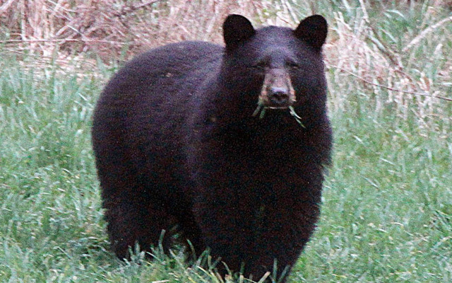 ABD'de köpeklerini gezdiren kadının akıbeti korkunç! Ayı yedi - Resim: 0