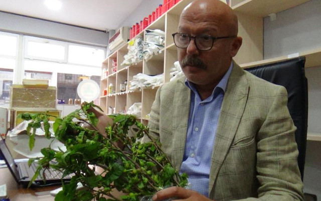 'Katil arı' Giresun'da da görüldü! Üreticiyi korku sardı - Resim: 0