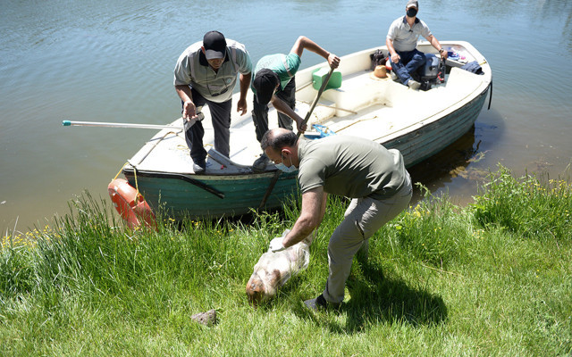 Eskişehir Porsuk Çayı'nda poşet içine konularak öldürülmüş köpek bulundu - Resim: 0