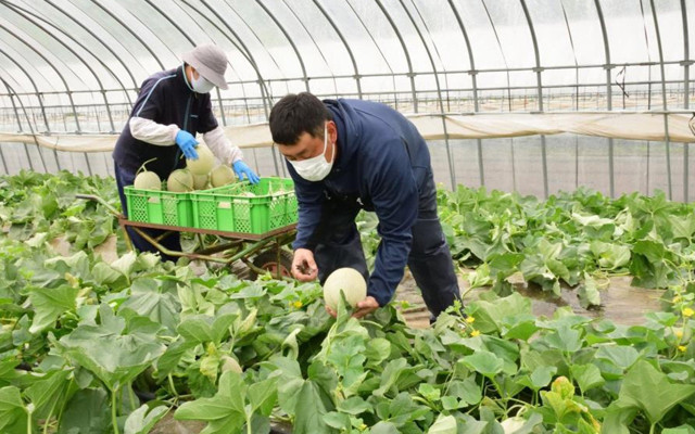 Japonya'da kavun müzayedesi: 208 bin liraya satıldı - Resim: 1