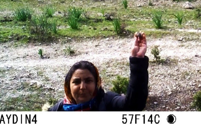 Aydın'da kimse ne yaptığını anlamadı! Fotokapan kaydetti o kadın aranıyor - Resim: 0