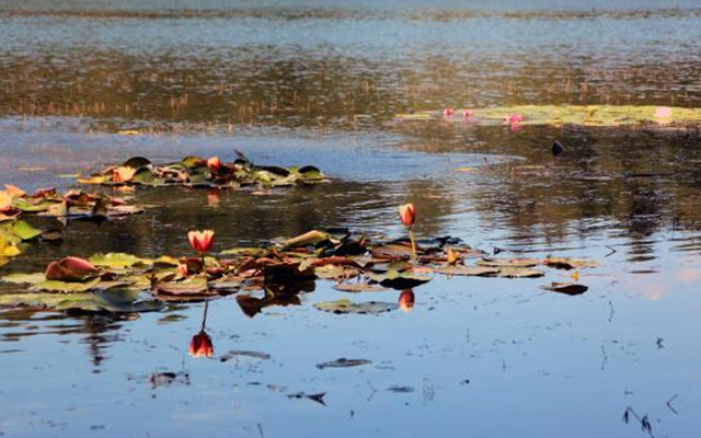Gölcük ve Abant'ta nilüfer çiçeği açtı! Koparana 160 bin lira para cezası uygulanacak - Resim: 0
