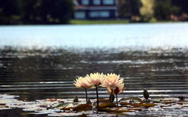 Gölcük ve Abant'ta nilüfer çiçeği açtı! Koparana 160 bin lira para cezası uygulanacak - Resim: 1