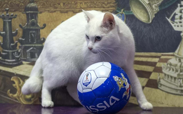 EURO 2020'de Belçika, Rusya'yı 3 golle geçti! 'Kahin kedi' doğru bildi - Resim: 0