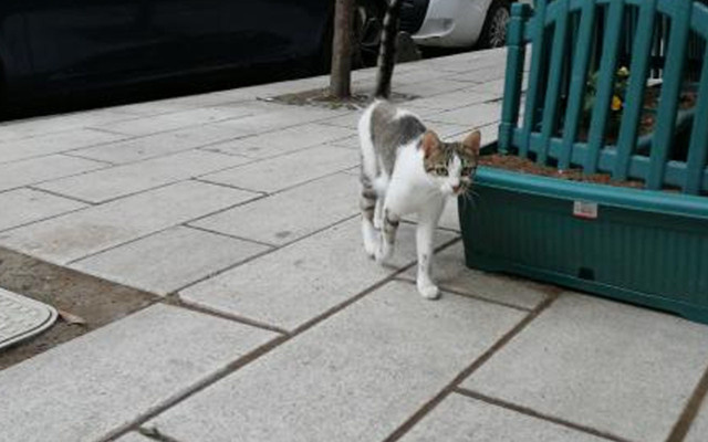 Küçükçekmece’de dehşete düşüren kedi olayının görgü tanıkları konuştu - Resim: 0