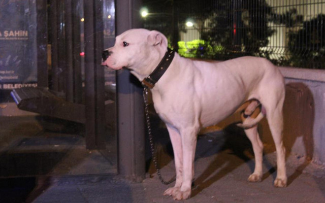 Gaziantep'te kanlı infaz! Köpeğini gezdiren kişi kafasına sıkılarak öldürüldü - Resim: 1