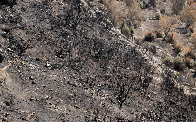 5 milyon lira gelir getiriyordu! Antalya'da defne sahası yandı: Köylü de yandı demektir - Resim: 2