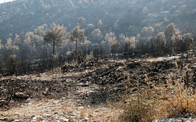 5 milyon lira gelir getiriyordu! Antalya'da defne sahası yandı: Köylü de yandı demektir - Resim: 0