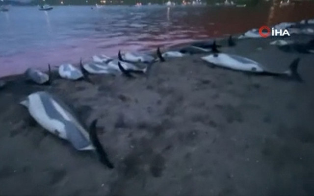 Faroe Adaları'ndaki "festival" bu yıl da tepki çekti! Bin 428 balina ve yunus öldürdüler - Resim: 0