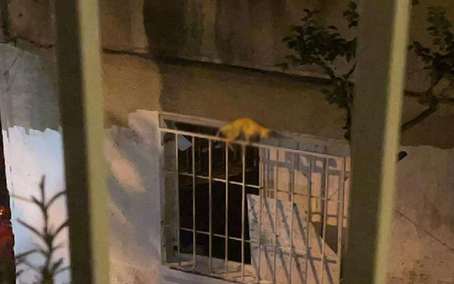 Şişli'de tedirgin eden görüntü! Ölü kediyi boyayıp pencereye astı - Resim: 0