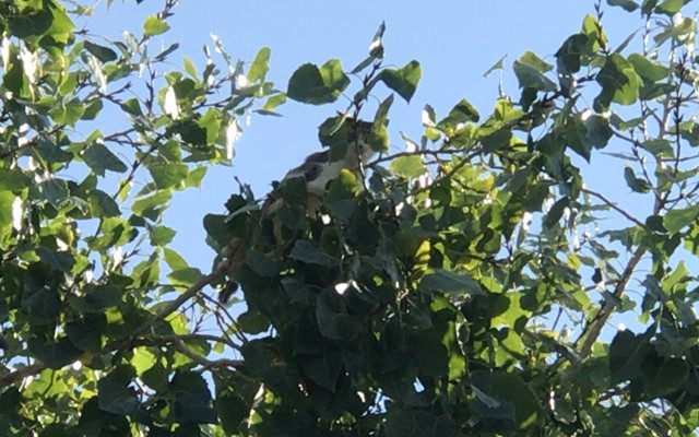 Adana'da 3 gün ağaçta mahsur kalan kedi, kurtarılacağı sırada aşağı indi - Resim: 0