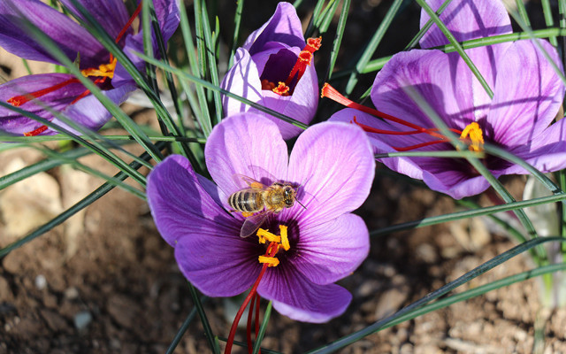 Elazığ'da kilogramı 60 bin liraya ulaşan safran bitkisinin hasadına başlandı - Resim: 0