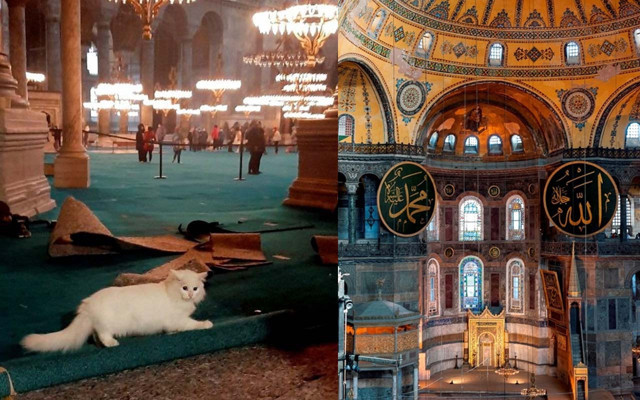 Ayasofya'nın Gli'den sonraki kedisi Kılıç kayboldu - Resim: 0