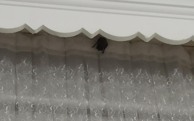 Balkon kapısından girmiş! Ağlama sesine uyanıp odada görünce şoke oldular - Resim: 0