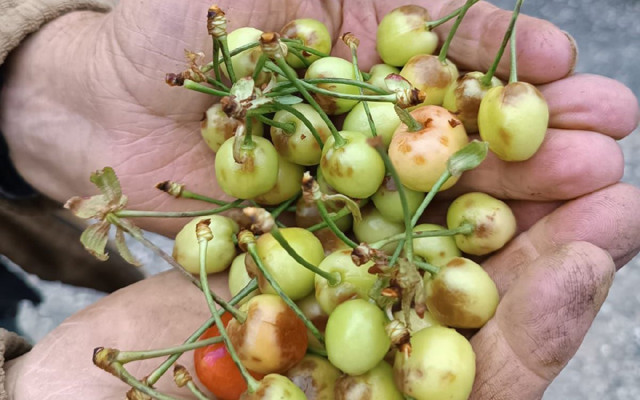 5 kenti sağanak vurdu: Dereler taştı, yollar su altında kaldı - Resim: 0