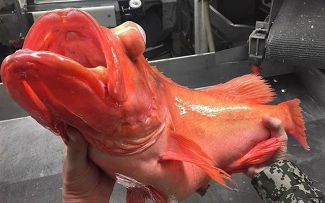 Denizde yakalayıp sosyal medyada paylaştı sonrasında olanlar oldu - Resim: 2