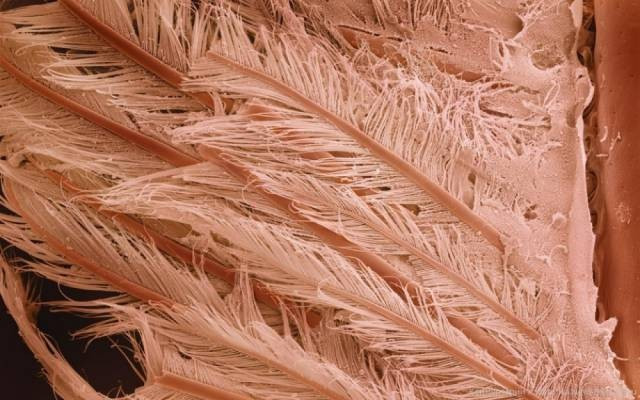 Bu böceği neredeyse her gün yiyoruz - Resim: 3