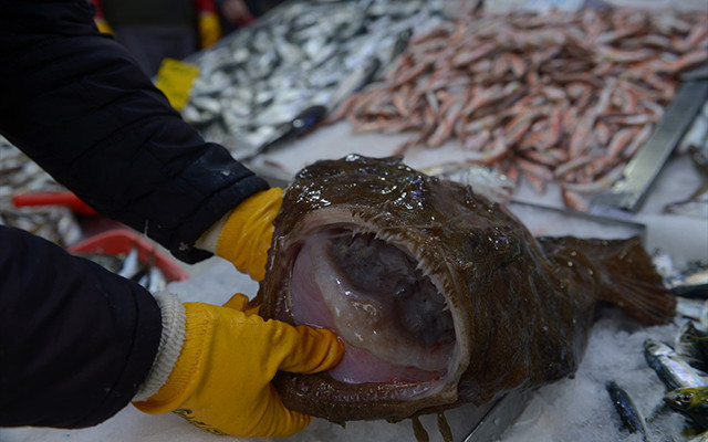 Sinoplu balıkçılar yakaladı: Görenler şaşkına döndü! - Resim: 2