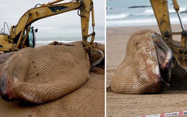 Bu kadar büyüğü daha önce görülmemişti! Ekskavatör yardımıyla kaldırılabildi - Resim: 1