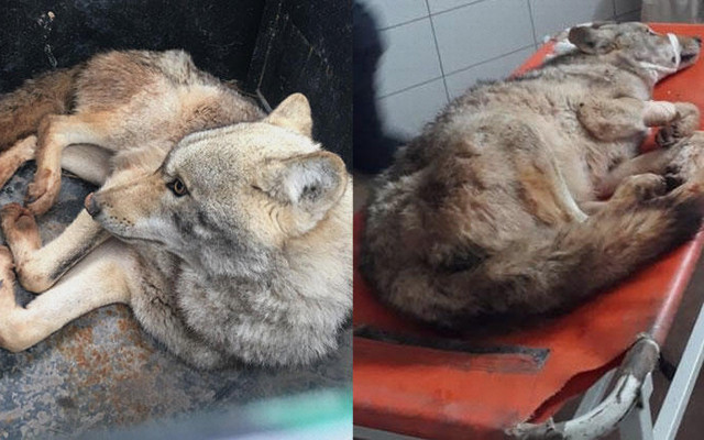 Köylüler fark etti ama korkudan yaklaşamadı! - Resim: 2