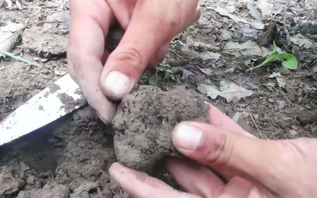 Kral yiyeceği trüf mantarı Kahramanmaraş'ı ihya edecek - Resim: 1