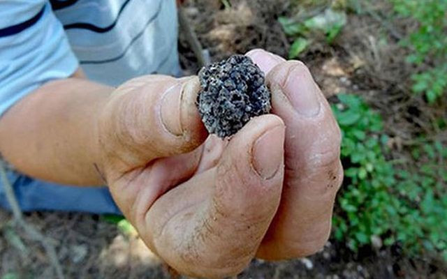 Kral yiyeceği trüf mantarı Kahramanmaraş'ı ihya edecek - Resim: 2