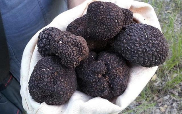 Kral yiyeceği trüf mantarı Kahramanmaraş'ı ihya edecek - Resim: 3