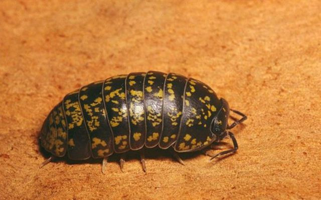 Saman nezlesi için böcek yiyorlar! - Resim: 1