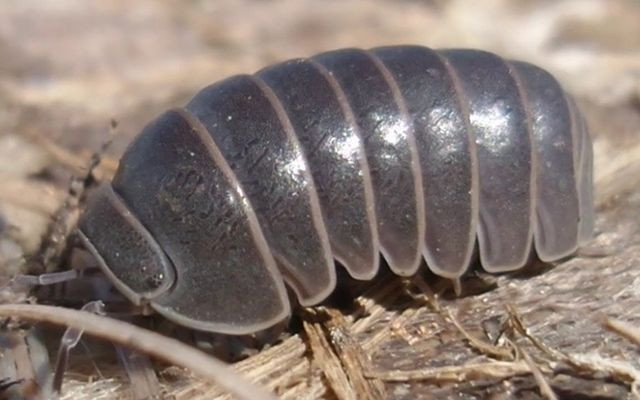 Saman nezlesi için böcek yiyorlar! - Resim: 2