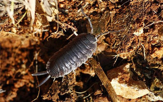 Saman nezlesi için böcek yiyorlar! - Resim: 3