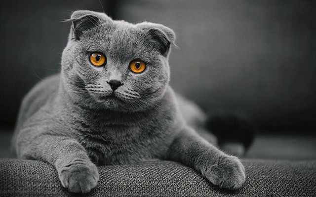 Belçika'da bazı kedi cinslerinin yetiştirilmesi yasaklandı - Resim: 2