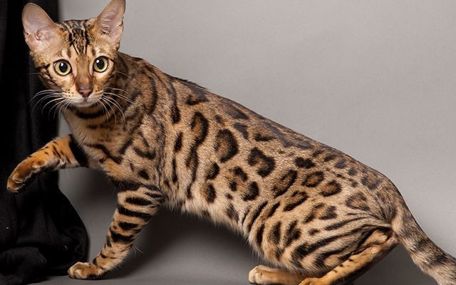 Belçika'da bazı kedi cinslerinin yetiştirilmesi yasaklandı - Resim: 3