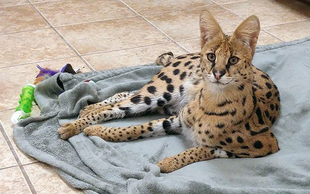 Belçika'da bazı kedi cinslerinin yetiştirilmesi yasaklandı - Resim: 4