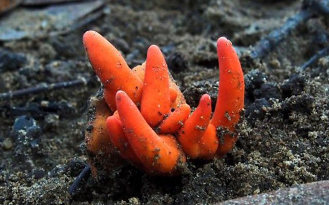 Avustralya'da dünyanın en ölümcül mantarlarından biri tespit edildi - Resim: 1