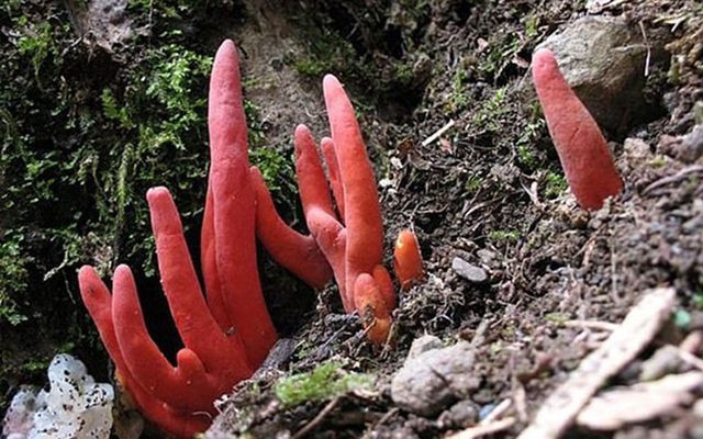 Avustralya'da dünyanın en ölümcül mantarlarından biri tespit edildi - Resim: 2