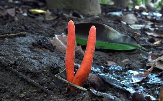 Avustralya'da dünyanın en ölümcül mantarlarından biri tespit edildi - Resim: 3