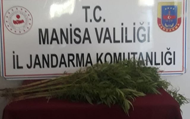 Manisa'da bir kişi çatıda havalandırma boşluğu açıp kenevir yetiştirmiş - Resim: 4
