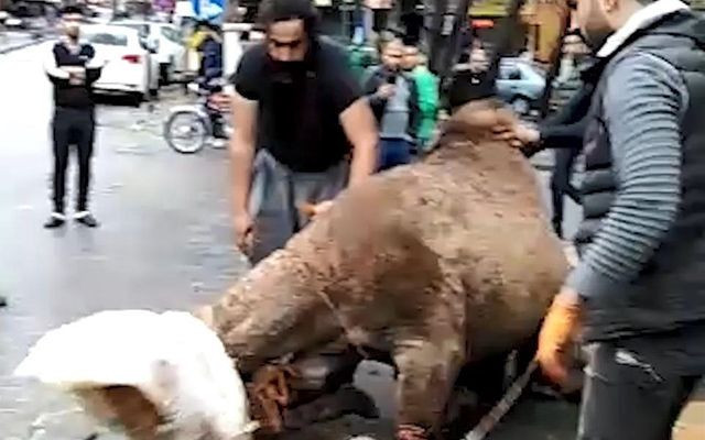 Şanlıurfa'da iş yeri önünde deve kesip esnafla kavga eden Iraklı kasap özür diledi - Resim: 1