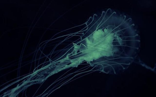 Prof. Dr. Mehmet Ceyhan açıkladı: Beyin yiyen amip Türkiye'de de var - Resim: 1