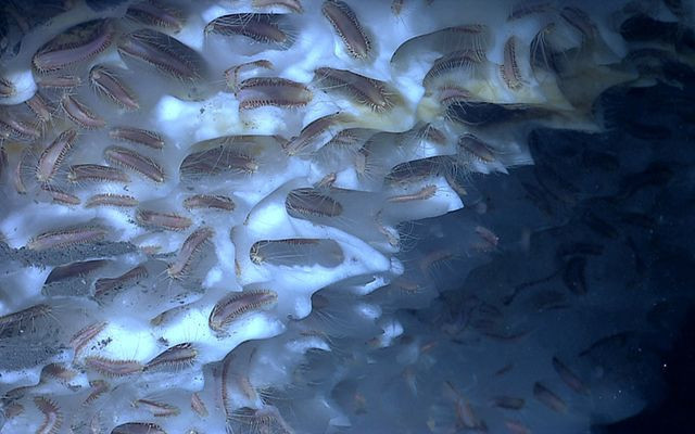 Dünya'da uzaylıların gerçek olduğunu düşündüren 6 tuhaf yaratık - Resim: 1