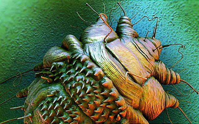 Dünya'da uzaylıların gerçek olduğunu düşündüren 6 tuhaf yaratık - Resim: 2