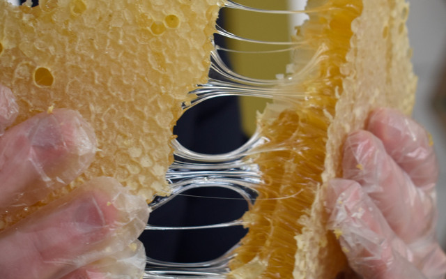 Dünyanın en iyi balı Türkiye'den çıktı! 'Altın bal' bakın hangi ilimizde üretiliyor