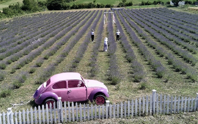 Sinop'ta üretici kadınlar ekti! Lavanta tarlaları turistleri byüledi...