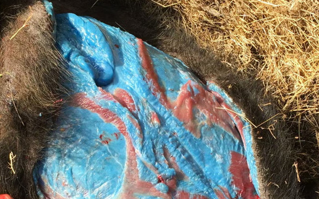 Mavi etli domuzlar türedi! Domuzun içini kesen avcılar irkildi alarm verildi
