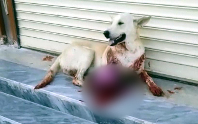 Şanlıurfa sesinden rahatsız olduğu köpeği vuran kişi gözaltına alındı - Resim: 1