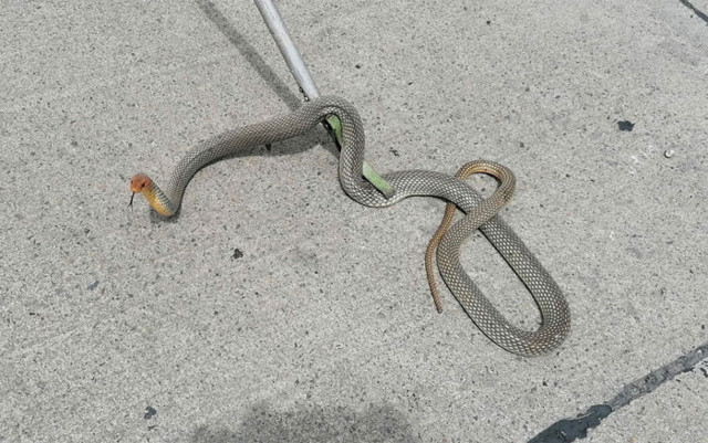 Halk otobüsüne 2 metrelik zehirli yılan girdi korku dolu anlar - Resim: 1