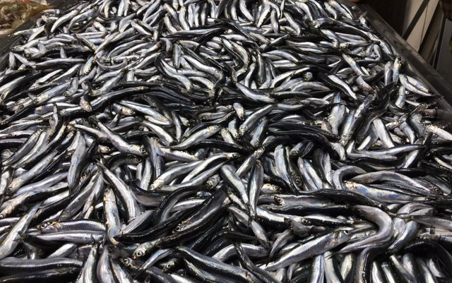 Zonguldak'ta hamsi bolluğu yaşanıyor fiyatlar düştü - Resim: 0