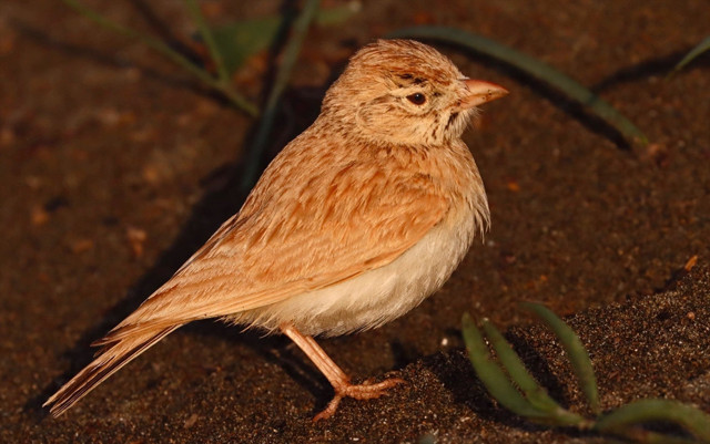 Arabistan toygarı türü kuş Türkiye'de ilk kez Hatay'da gözlemlendi - Resim: 0